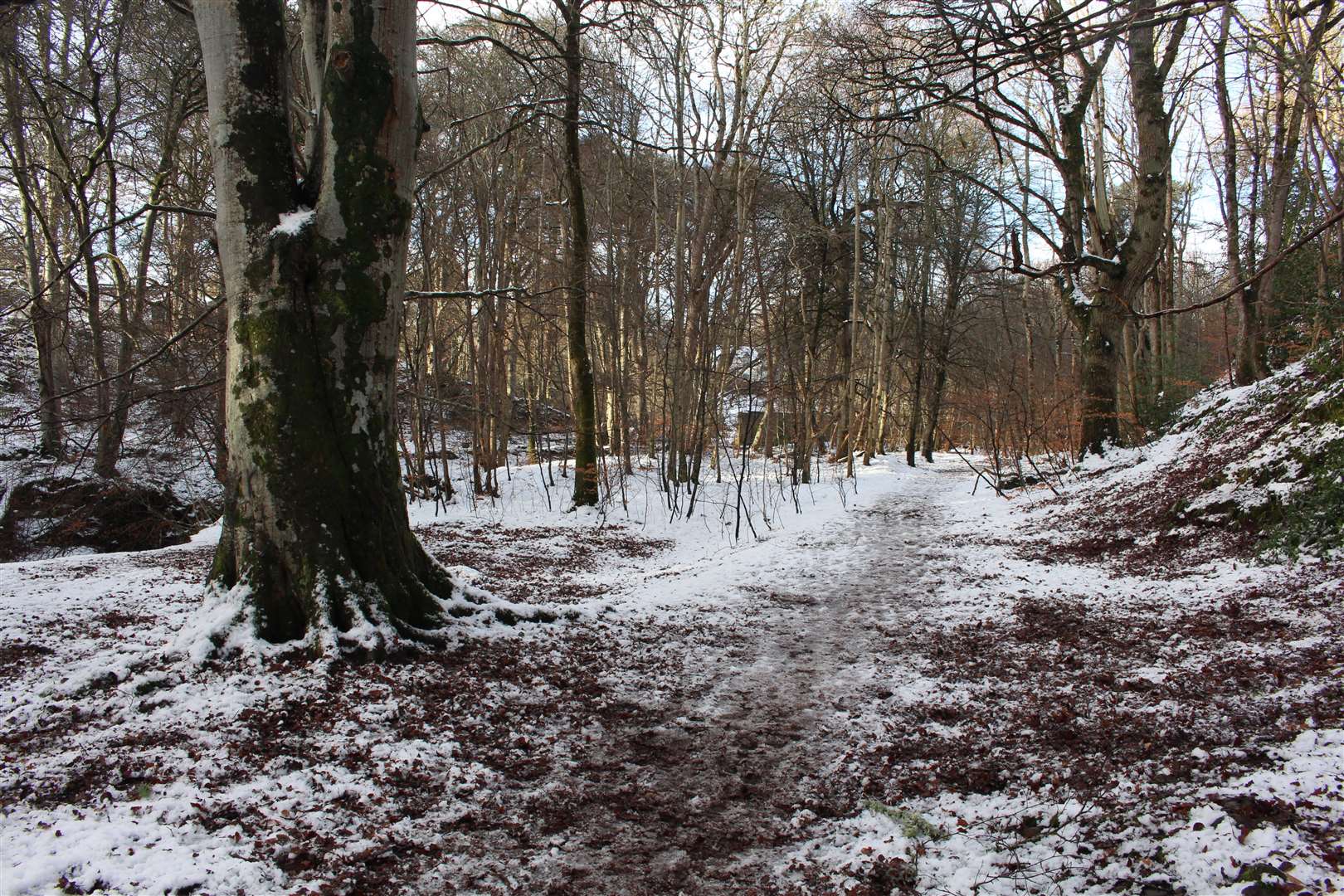 Holm Community Council is considering options for managing the woodland at Holm Dell. Picture: John Davidson