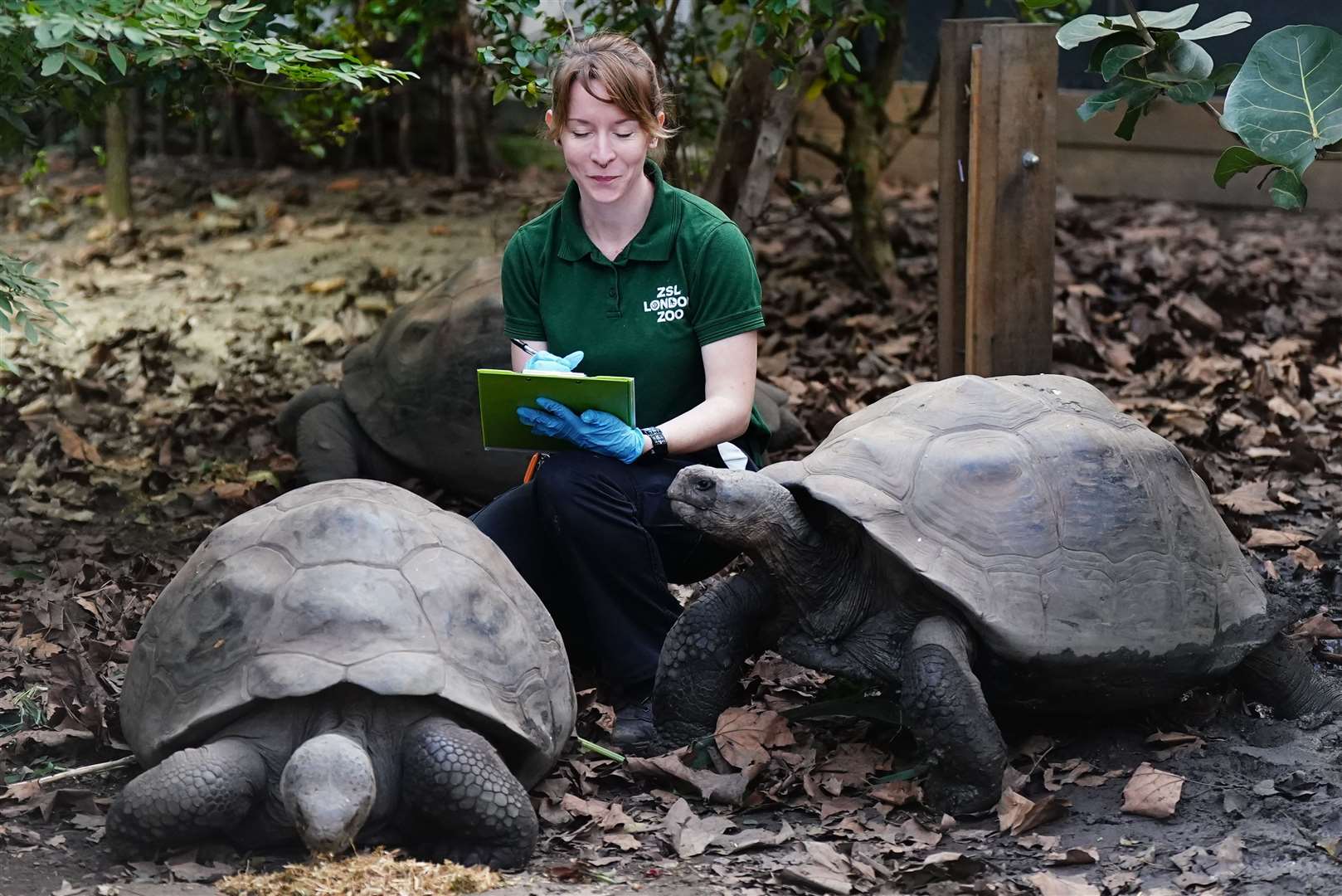 Zookeeper Kim counts Priscilla and Polly (Aaron Chown/PA)