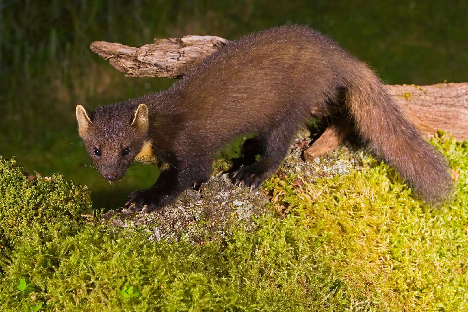 The mammals were once thought to be extinct in England (Alamy)