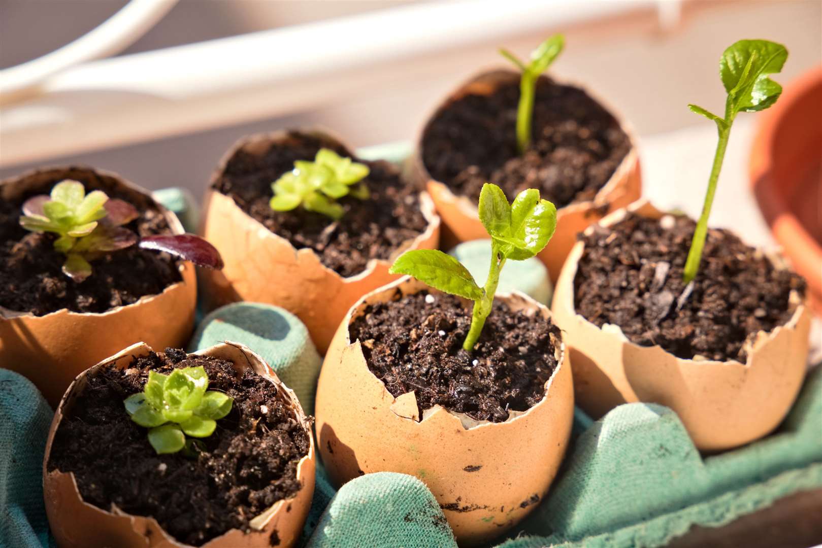 Eggshells being used to grow seedlings. Picture: iStock/PA