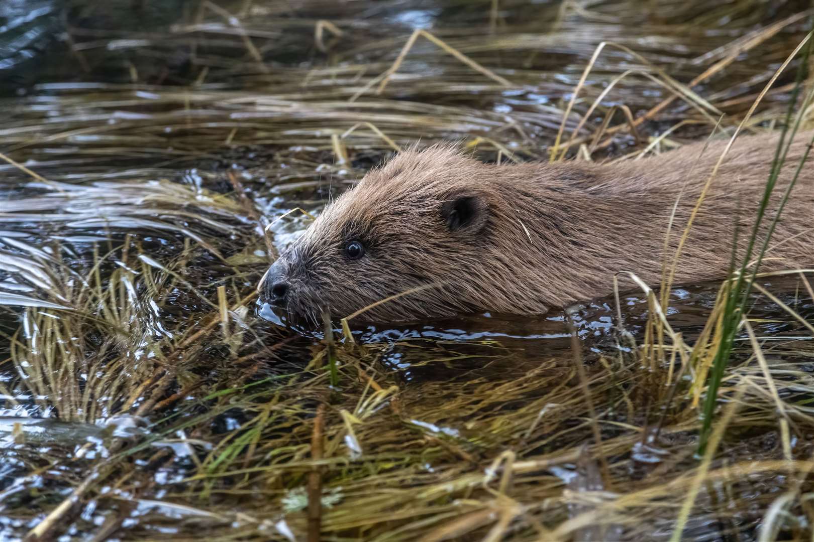 A male beaver enters the loch in the Cairngorms National Park. Picture: Beaver Trust.