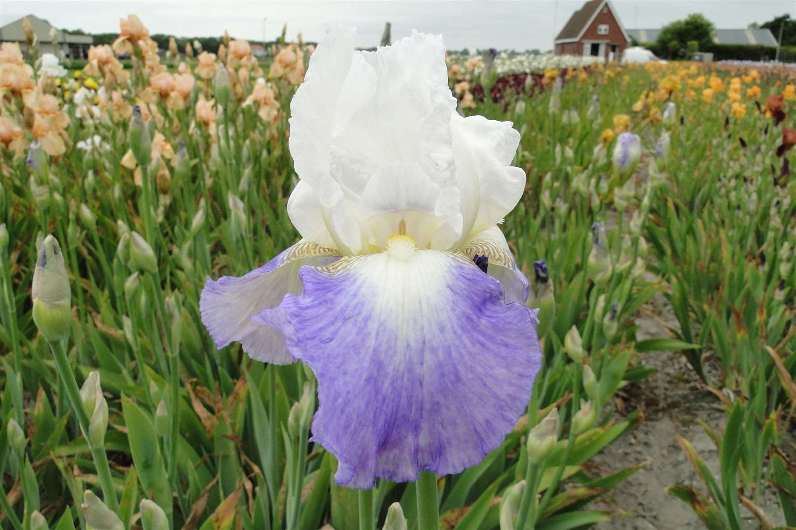 Iris germanica 'Mission Ridge'. Picture: Suttons/ PA