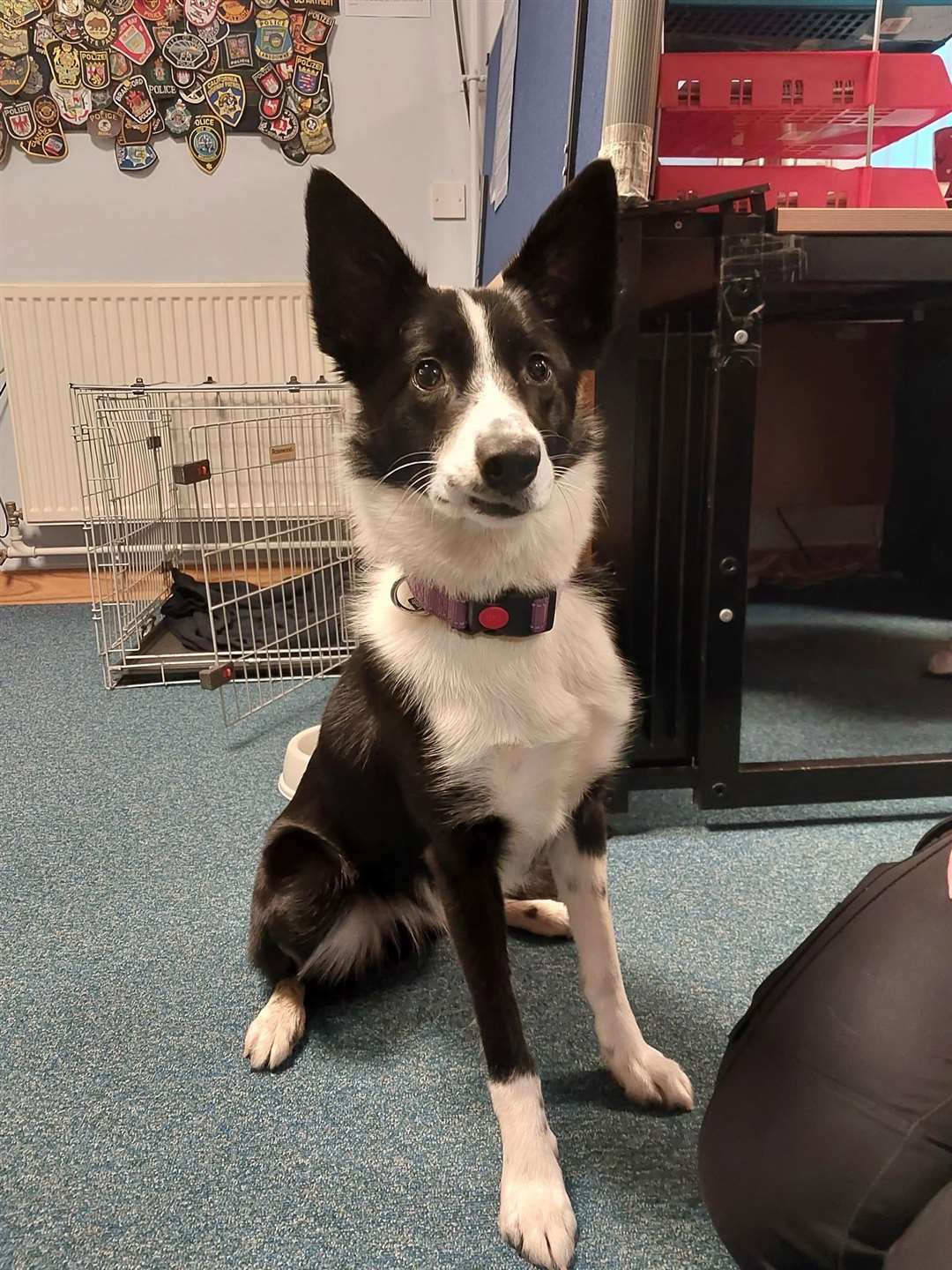 The female collie pup found in Inverness.