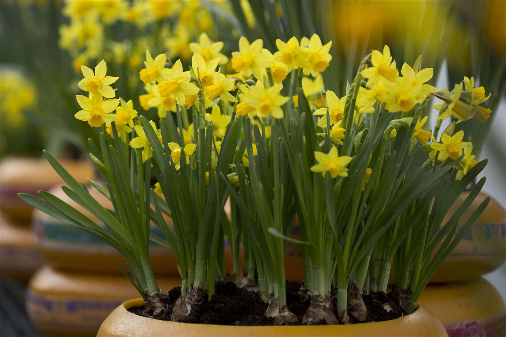 Dwarf daffs are perfect for potting if you have no outdoor space. Picture: iStock/PA