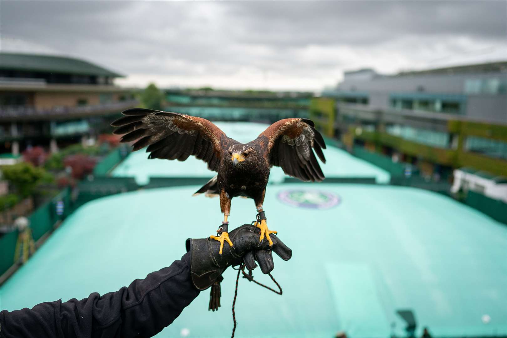 Rufus the Harris hawk at work on day three of Wimbledon 2022 (Aaron Chown/PA)