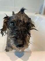 Digby, after a bath, owner Poppy Lewis-Ing, from Ullapool