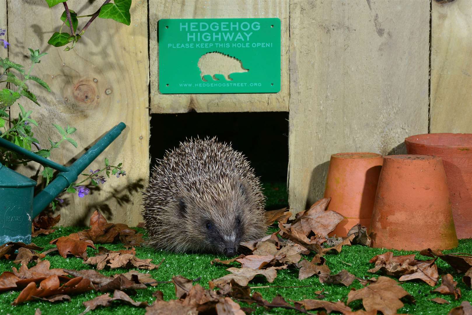 Hedgehog. Picture: Alamy/PA