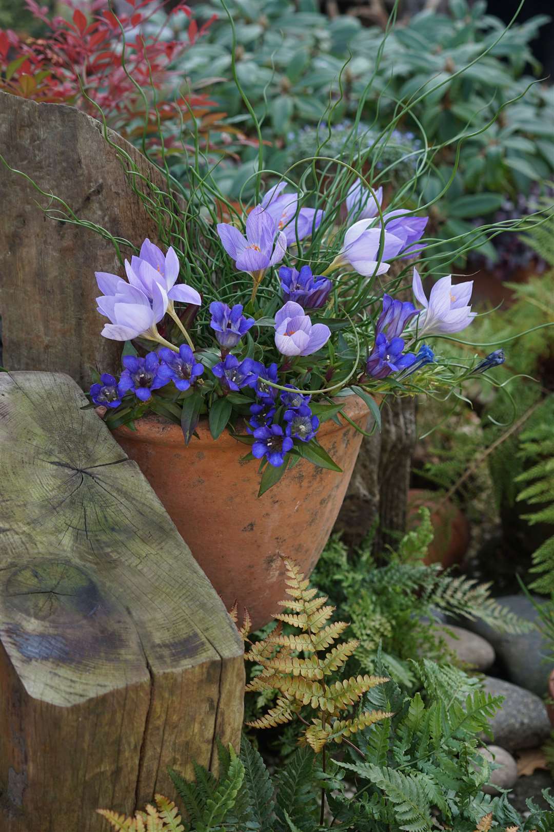 Autumn flowering crocus and gentians in a pot. Picture: Tom Harris/PA