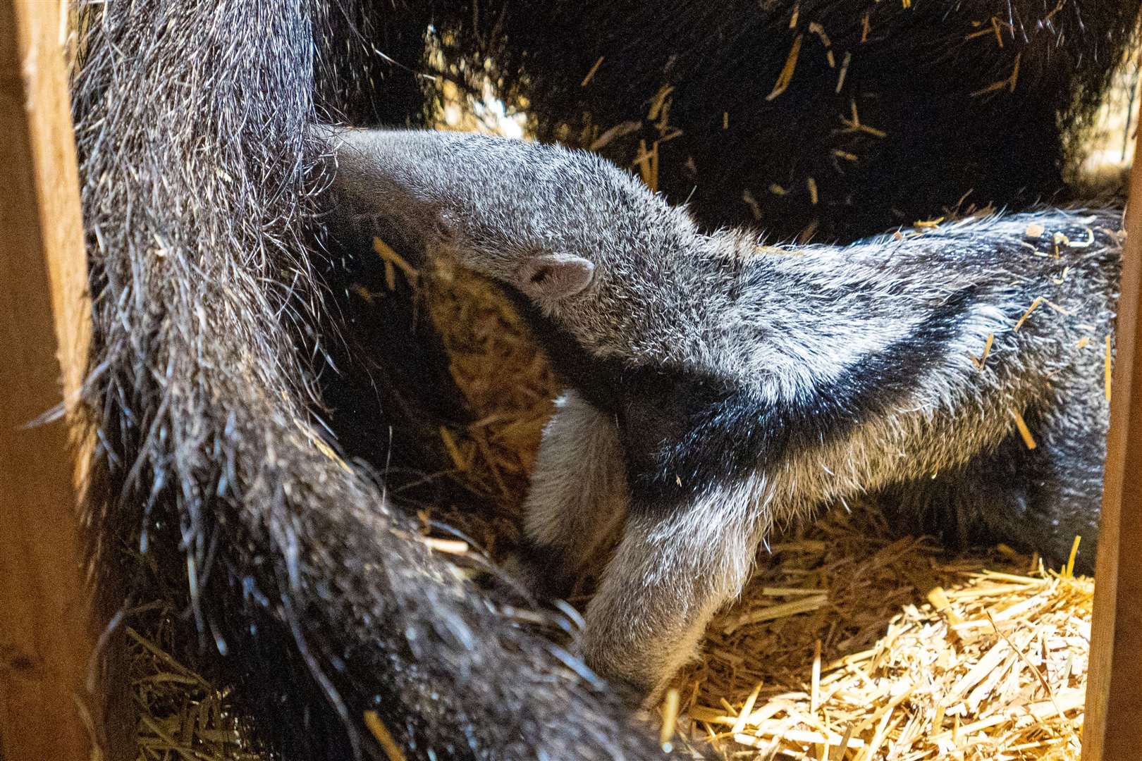 The anteater pup was born on March 12 (Chester Zoo)