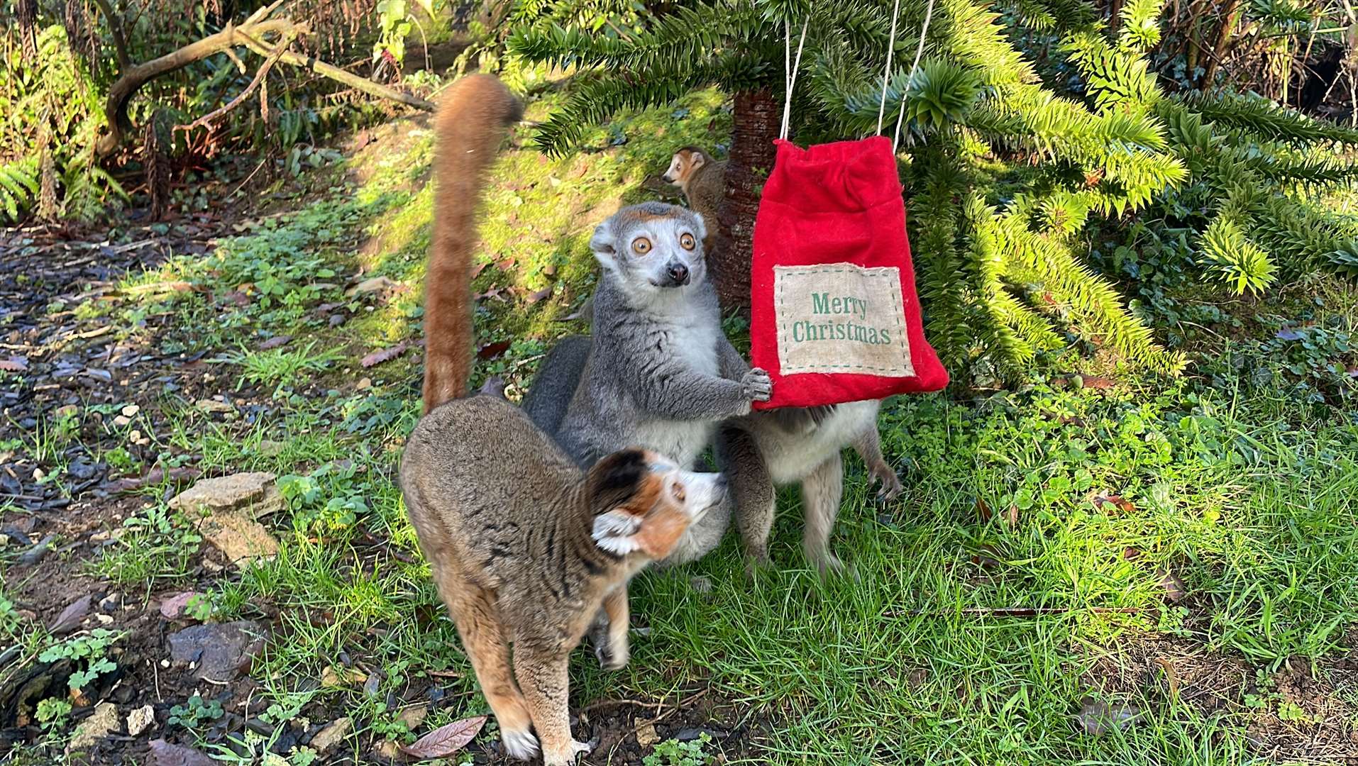Keepers at the Cotswold Wildlife Park hung some pine cones filled with pear and grapes for them to explore and also hid some tasty treats within a Christmas sack (Cotswold Wildlife Park)