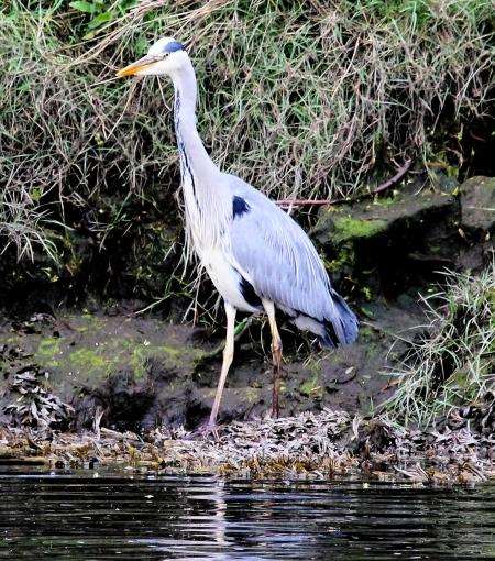 A heron on a riverbank, ready to catch fish.
