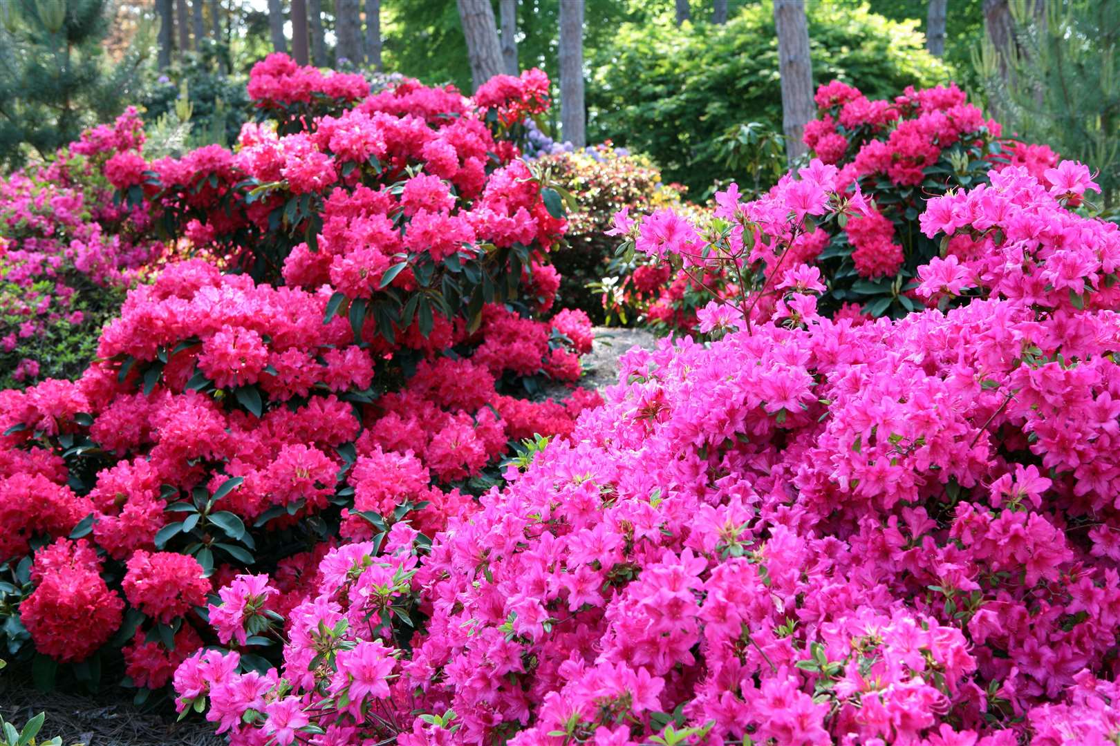 Rhododendrons add a blast of dayglo florescence to shady areas.