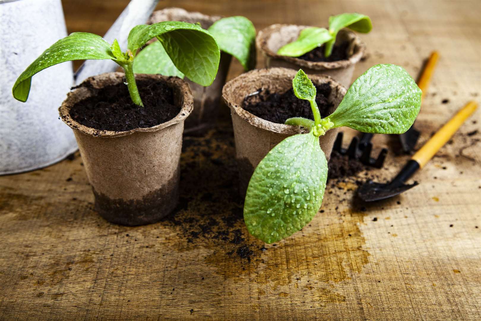 Biodegradable seed pots are a great alternative to plastic. Picture: iStock/PA