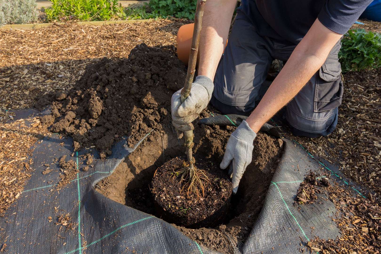 Place the tree in the hole with the top of the roots level with the surface. Picture: iStock/PA