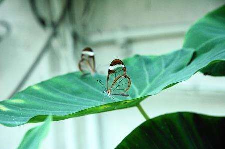 Glass wing butterfly at Hortus Botanicus
