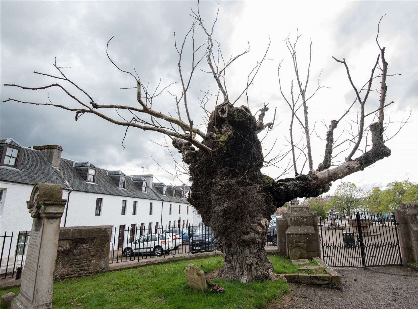 The Beauly Elm before it fell over earlier this year.
