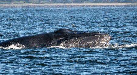 Campaigners have warned the transfers could jeopardise sea life, such as this humpback whale, which was spotted near the entrance to the Cromarty Firth last year.