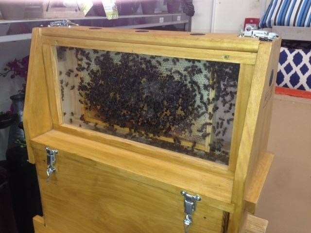 Live bees were on display at the Honey Show 2021 held in Simpson's Garden Centre.