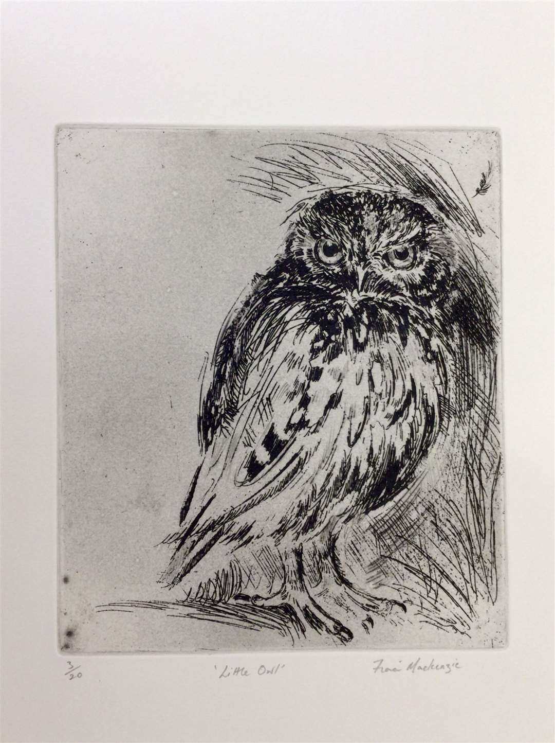 Little Owl. Drawing.