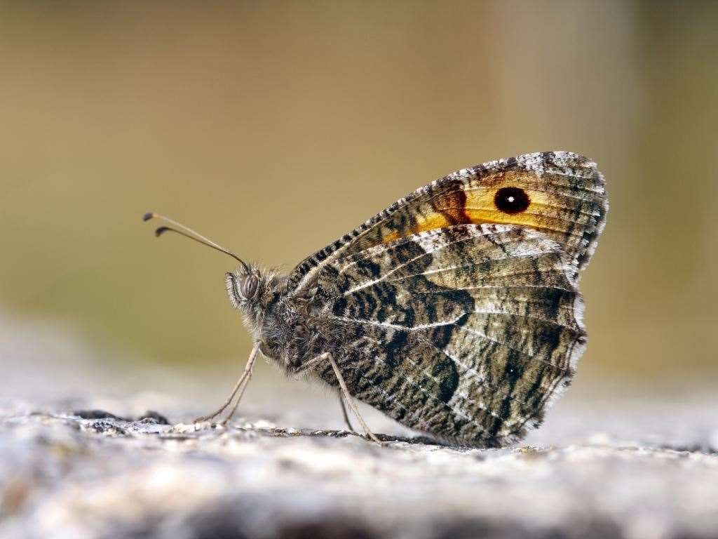 Grayling. Picture: Patrick Clement.