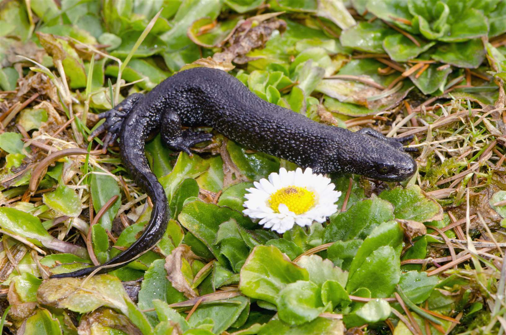 Great crested newt occur around Inverness.