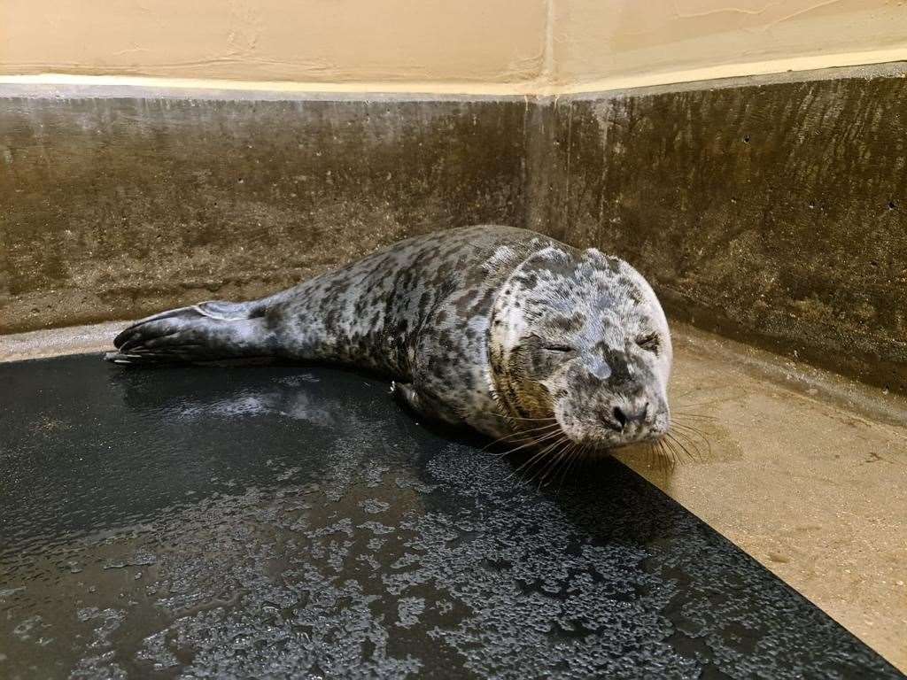 Gnocchi the seal is recovering at the RSPCA East Winch Wildlife Centre after the plastic was removed from his neck (RSPCA/PA)