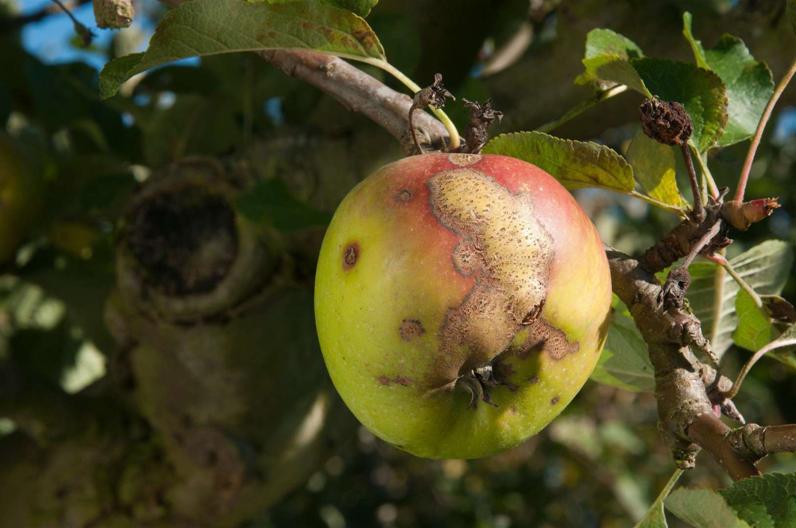 Apple scab. Picture: Tim Sandall/RHS/PA