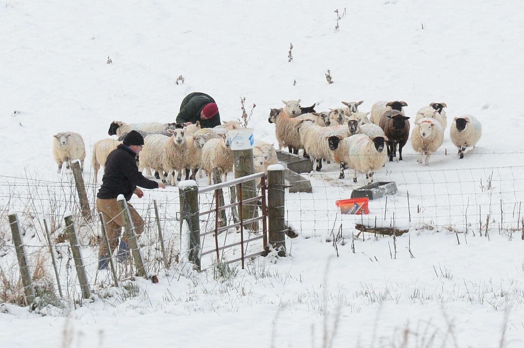 A farmer tends to his flock at Daviot.