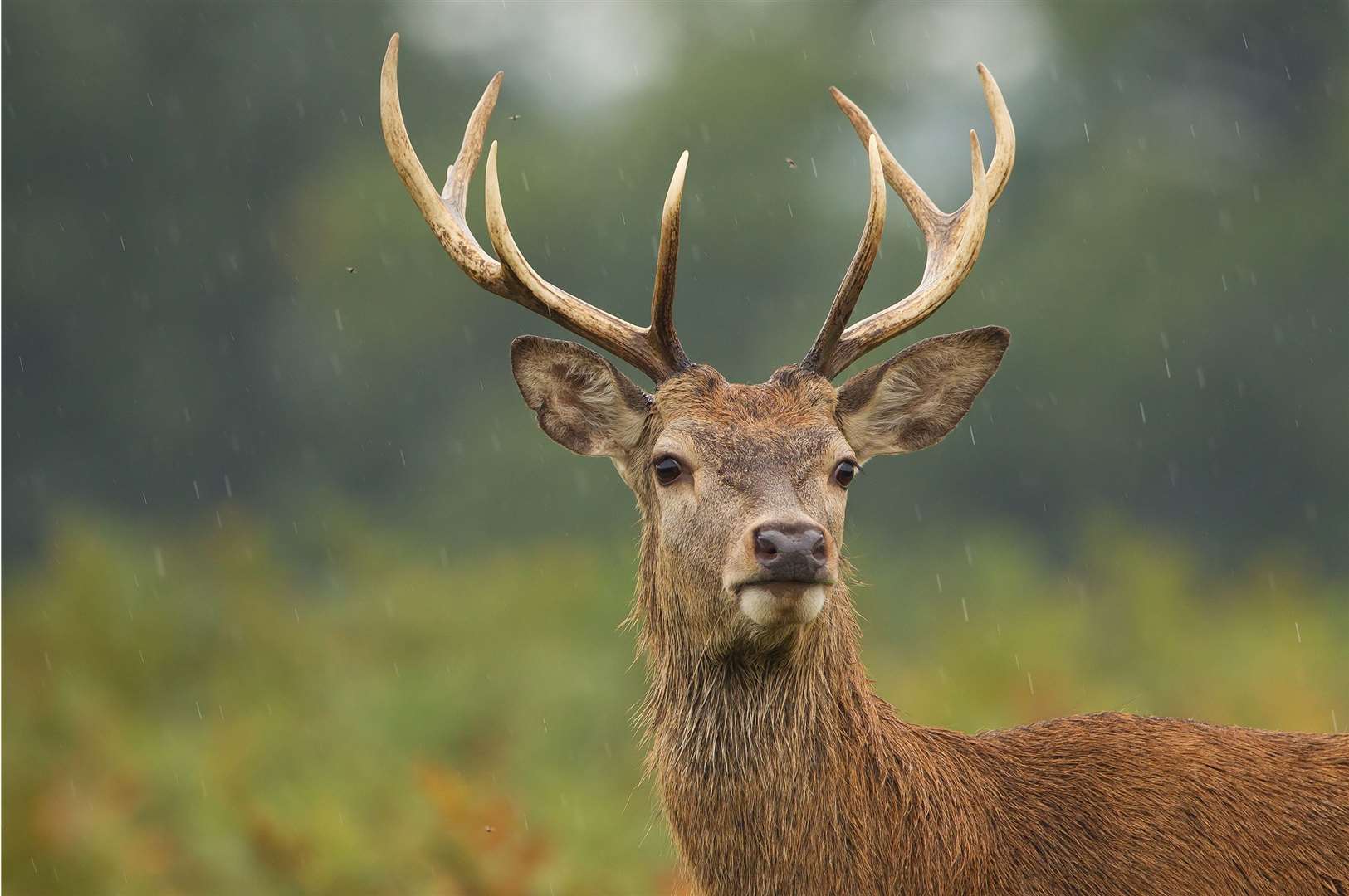 The red deer is an iconic sight in the Highlands.