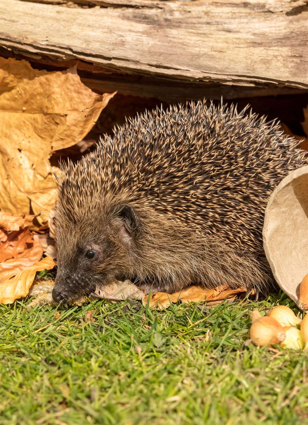 A hedgehog hiding among leaves in the garden. Picture: iStock/PA