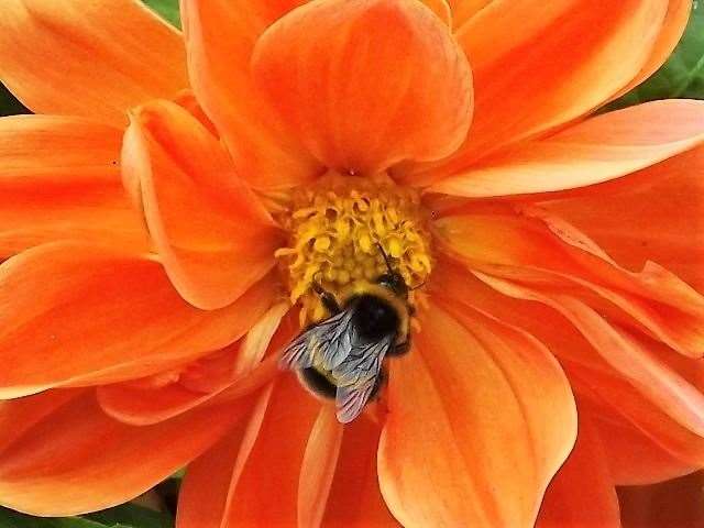 Glorious image of a bee enjoying what this dahlia has to offer. Picture: Harry Payne, Cradlehall