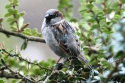 The house sparrow is listed as a threatened species.