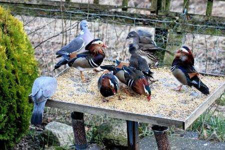 Mandarin ducks and wood pigeons share a feeding table.