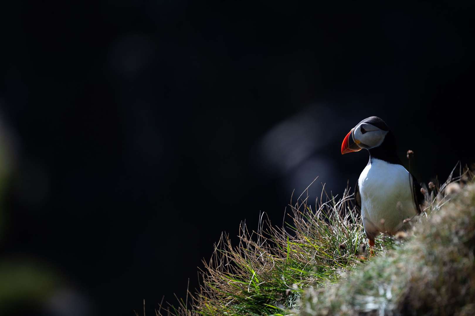 An Atlantic puffin on the cliffs of Gasadalur. Picture: PA Photo/Sarah Marshall