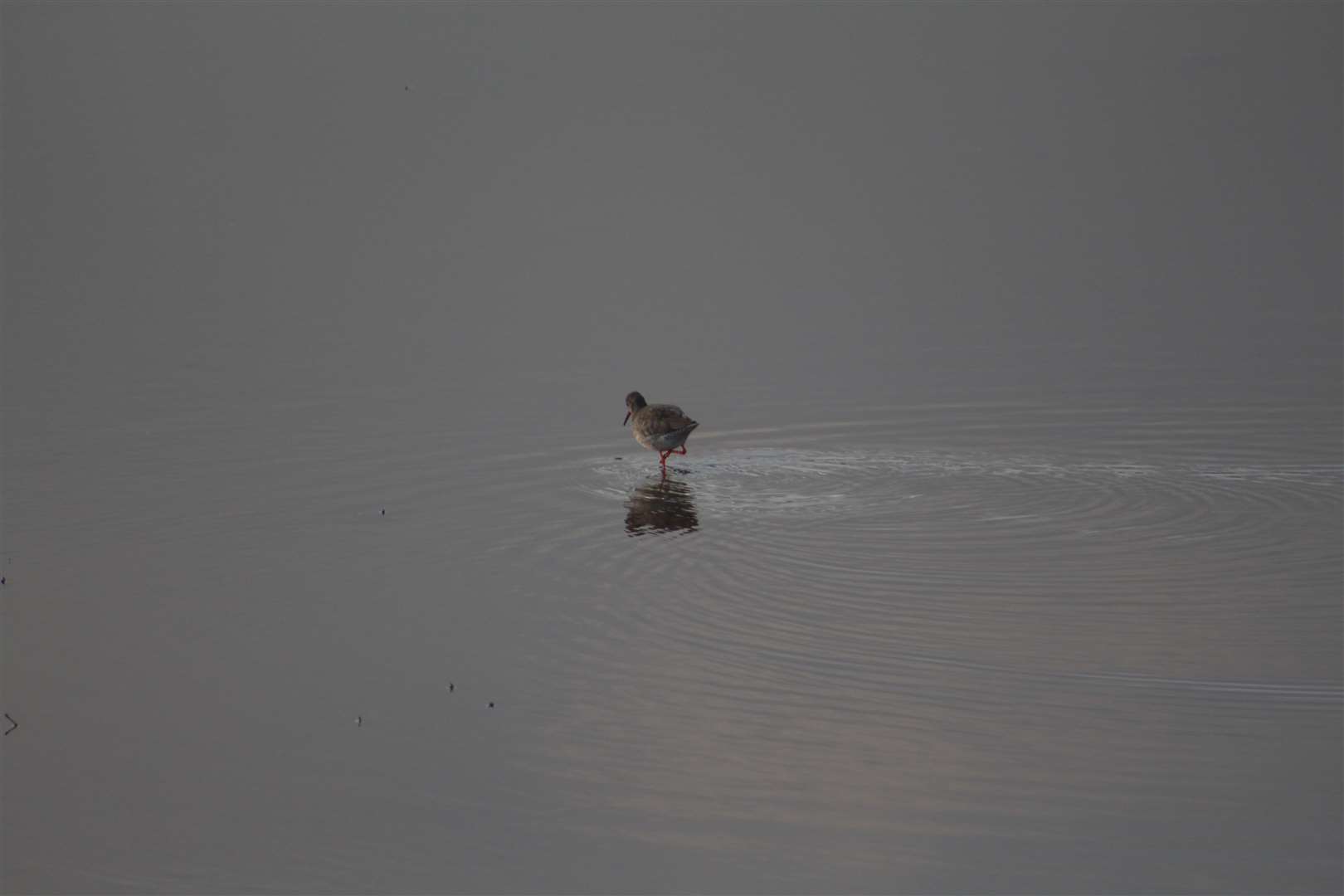 A redshank is focused on foraging for food.