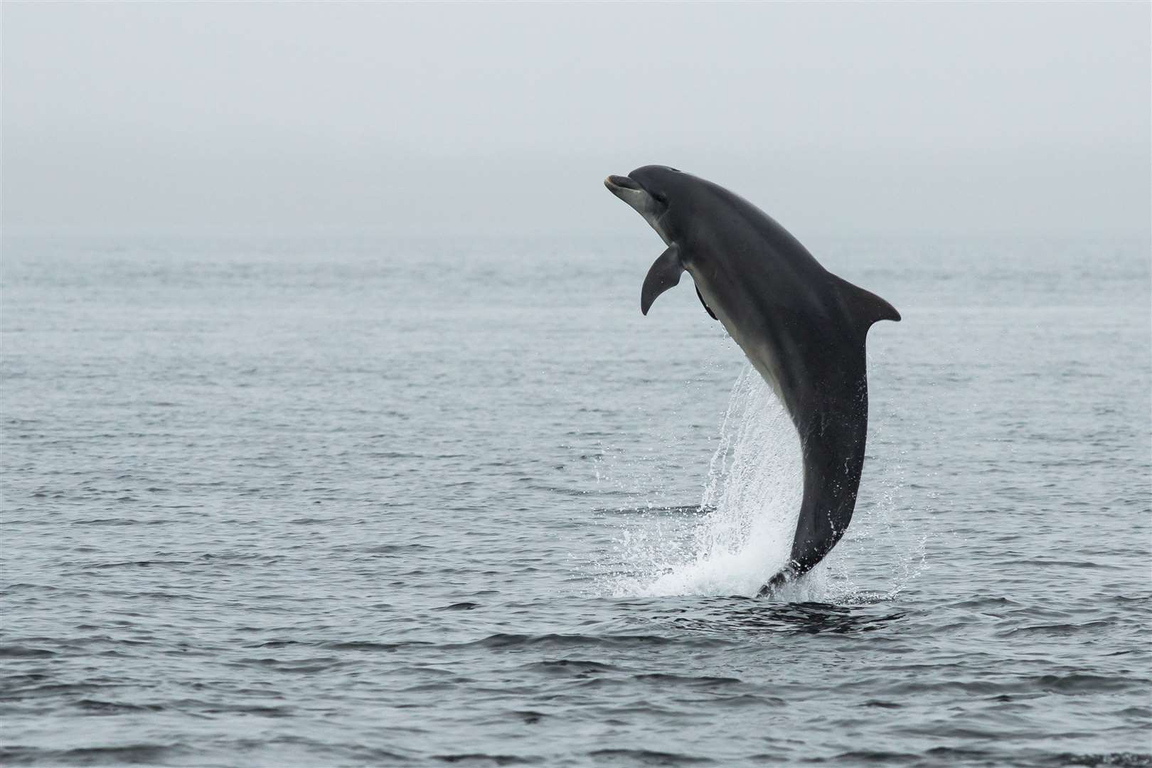 Developers behind a proposed marina on the Moray Firth say a sea ranger would stress the importance of careful boating around dolphins.