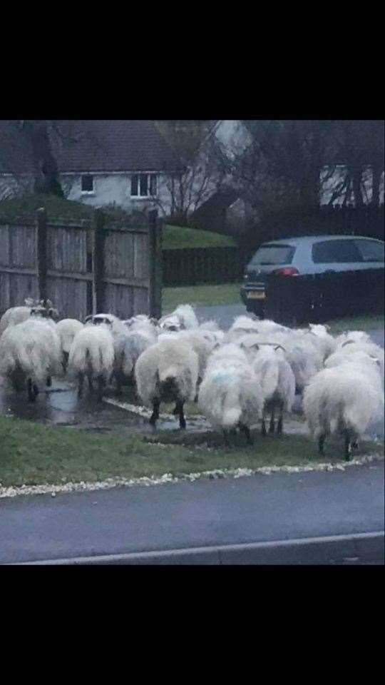 Sheep have been spotted in an Inverness housing estate.