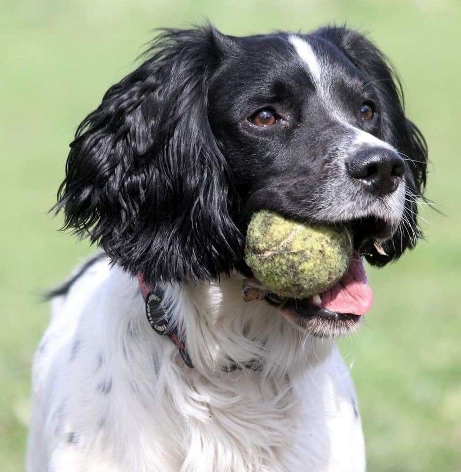 Buddy was rehomed by the charity (Spaniel Aid UK/PA)