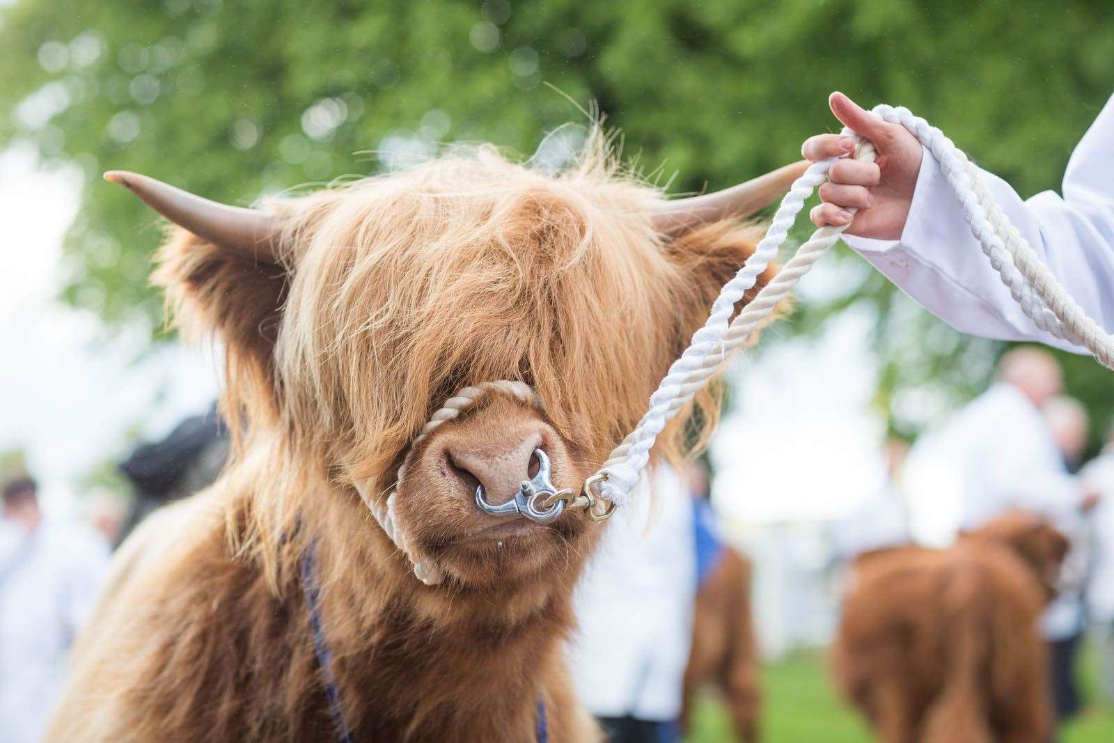 The Royal Highland Show has been canceled for 2021.