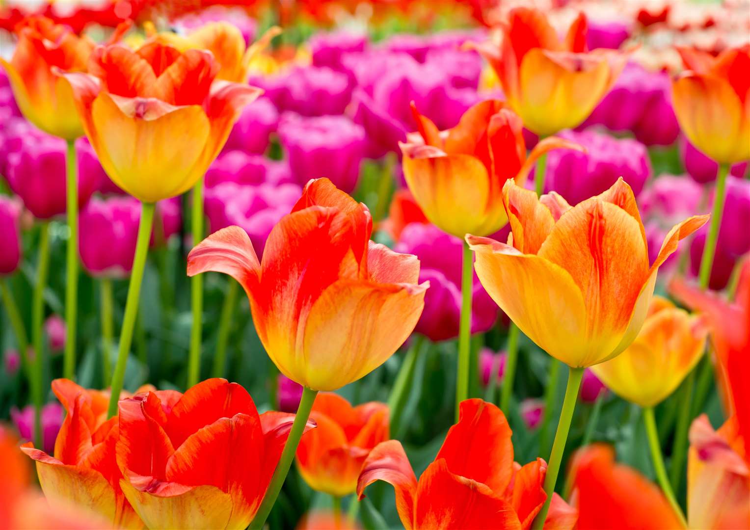 Tulips were originally cultivated in Turkey and were imported into Western Europe in the 16th century.