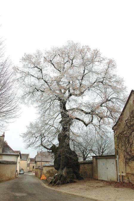 The 450 year old tree, 17.5 metres high, 8.7 metres in circumference at Chambolle Musigny village