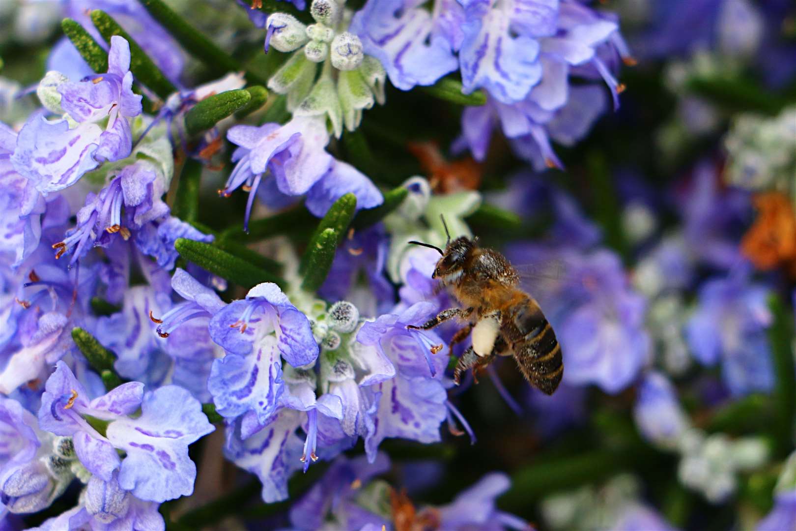 Plant a variety of flowers to attract bees.