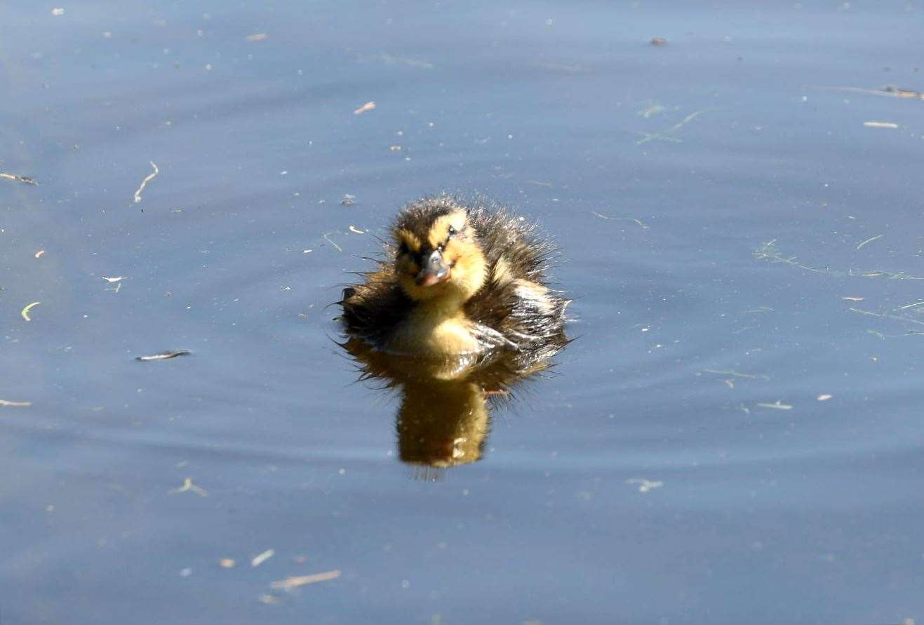 Duckling. Picture: James Mackenzie