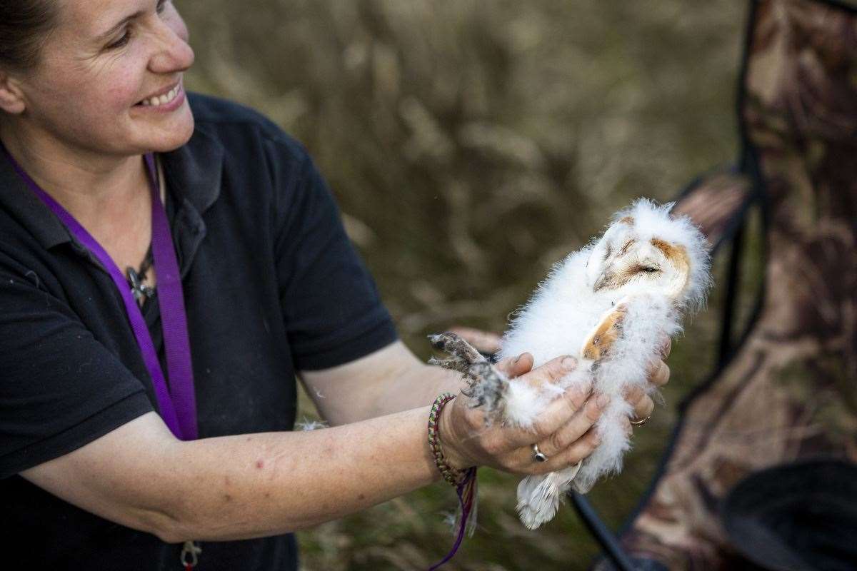 Debbie Nelson holds one of the Barn owlet after it is ringed (Liam McBurney/PA)