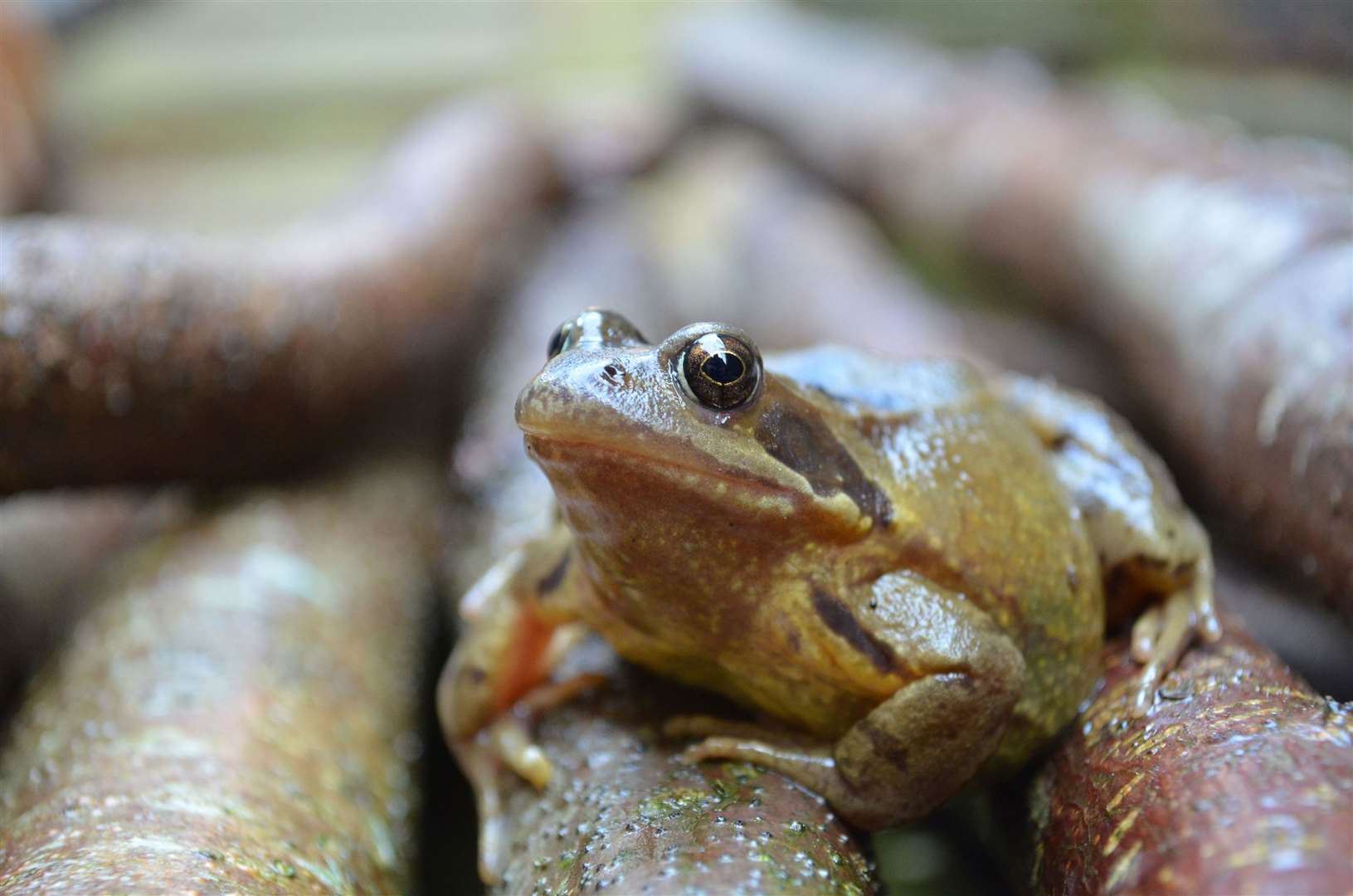 Frogs like to shelter somewhere cool and damp where they won't be disturbed. Picture: iStock/PA