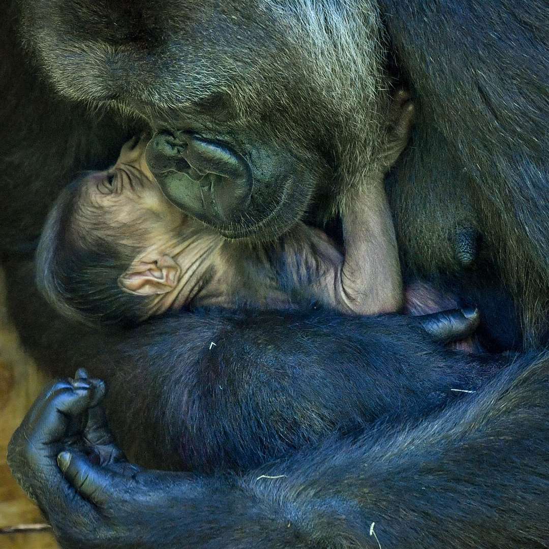 Nine-year-old Kala, a western lowland gorilla, with her 24-hour-old baby, in the Gorilla House at Bristol Zoo Gardens (Ben Birchall/PA)