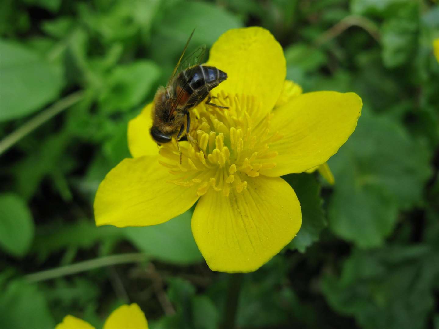 A hoverfly on a marsh marigold flower. Picture: Andrew Halstead/RHS/ PA