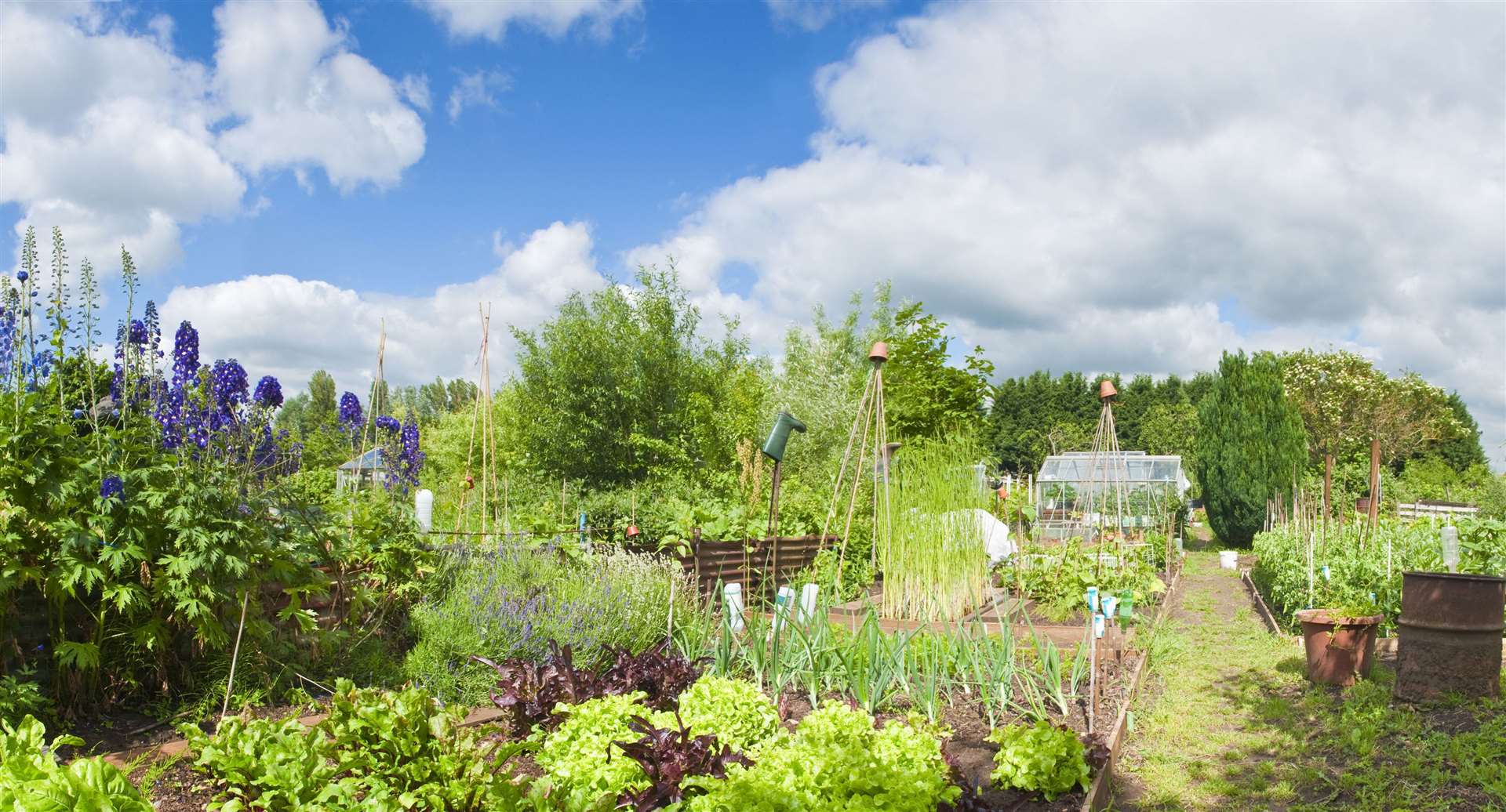 An allotment. Picture: iStock/PA