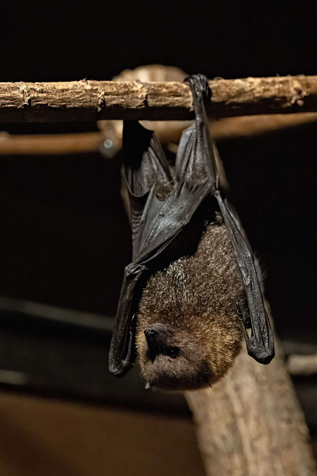 Bats are widespread across the globe.